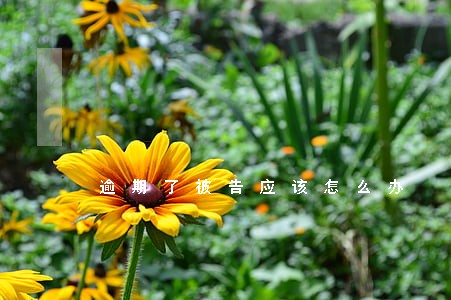 逾期了被告应该怎么办 逾期了被告应该怎么办