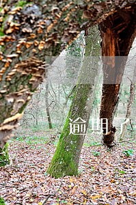 逾期了被告能出庭吗 逾期了被告能出庭吗
