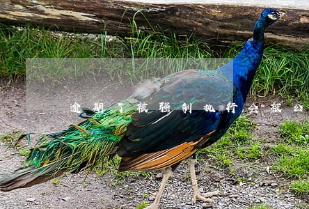 逾期了被强制执行会被公司辞退吗
