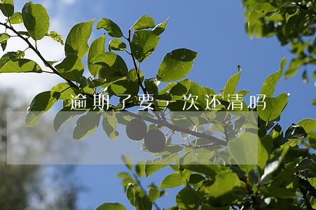 逾期了要一次还清吗 逾期了要一次还清吗
