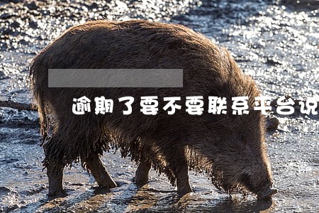 逾期了要不要联系平台说明情况 逾期了要不要联系平台说明情况