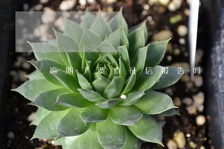 逾期了要查征信报告吗 逾期了要查征信报告吗