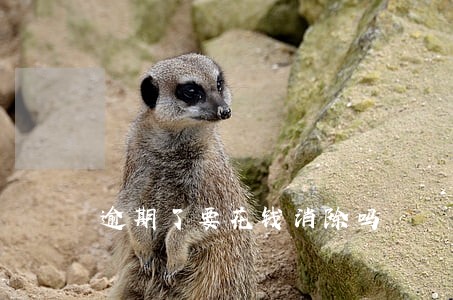 逾期了要花钱消除吗 逾期了要花钱消除吗