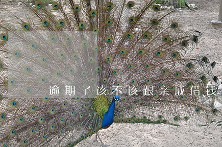 逾期了该不该跟亲戚借钱 逾期了该不该跟亲戚借钱