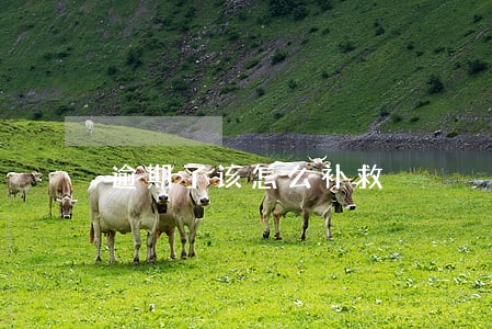 逾期了该怎么补救 逾期了该怎么补救