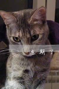 逾期了贷款利率上浮 逾期了贷款利率上浮
