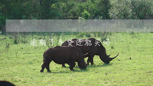 逾期了车贷还能买吗 逾期了车贷还能买吗