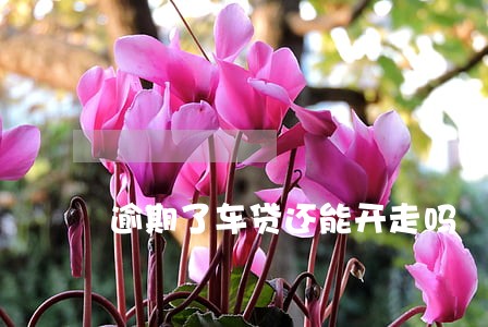 逾期了车贷还能开走吗 逾期了车贷还能开走吗