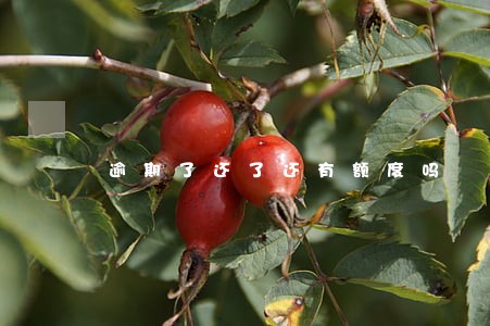 逾期了还了还有额度吗 逾期了还了还有额度吗