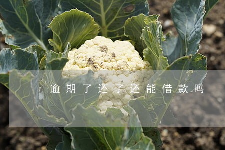 逾期了还了还能借款吗 逾期了还了还能借款吗
