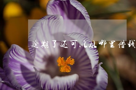 逾期了还可以从哪里借钱