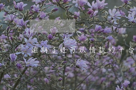 逾期了还可以借款的平台