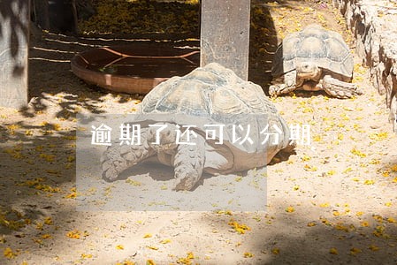 逾期了还可以分期
