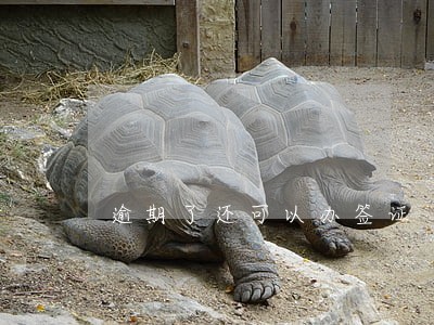 逾期了还可以办签证