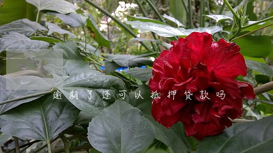 逾期了还可以抵押贷款吗 逾期了还可以抵押贷款吗