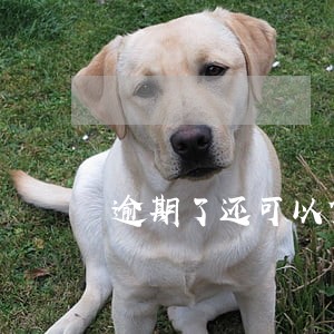 逾期了还可以贷款嘛 逾期了还可以贷款嘛