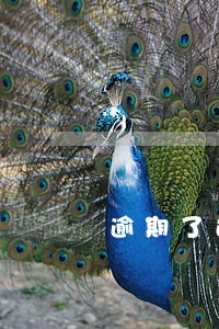 逾期了还在还款会影响担保人吗 逾期了还在还款会影响担保人吗