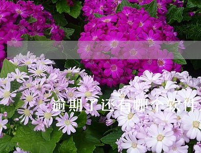 逾期了还有哪个软件放款
