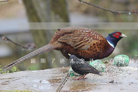 逾期了还本金还一直扣利息 逾期了还本金还一直扣利息