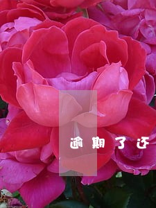 逾期了还款了会显示什么 逾期了还款了会显示什么