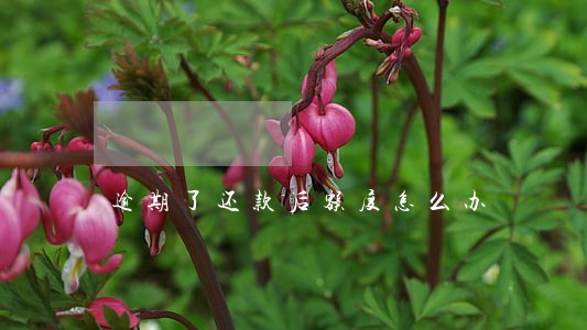 逾期了还款后额度怎么办 逾期了还款后额度怎么办