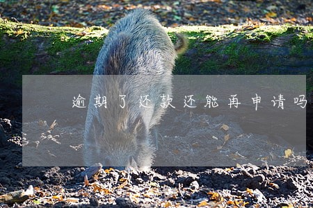 逾期了还款还能再申请吗 逾期了还款还能再申请吗