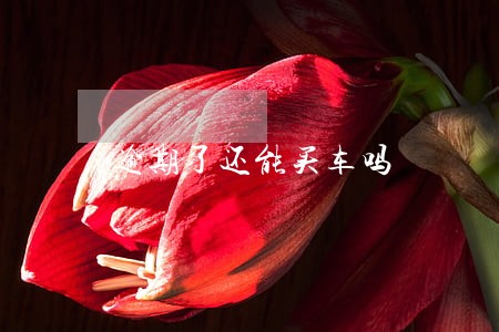 逾期了还能买车吗 逾期了还能买车吗