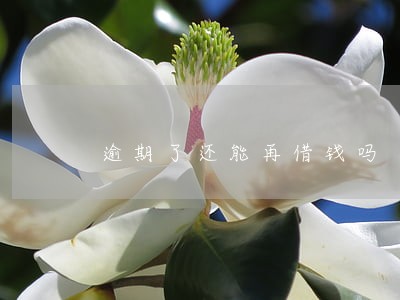 逾期了还能再借钱吗 逾期了还能再借钱吗