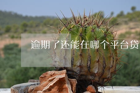 逾期了还能在哪个平台贷款吗 逾期了还能在哪个平台贷款吗