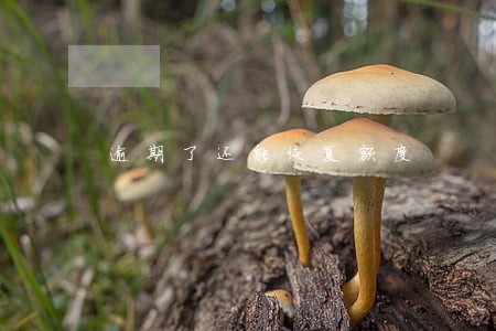 逾期了还能恢复额度 逾期了还能恢复额度