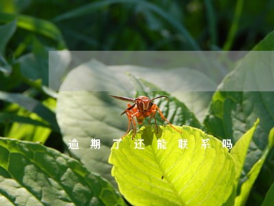 逾期了还能联系吗 逾期了还能联系吗