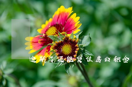 逾期了还能贷住房公积金吗 逾期了还能贷住房公积金吗