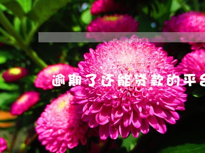 逾期了还能贷款的平台有哪些 逾期了还能贷款的平台有哪些