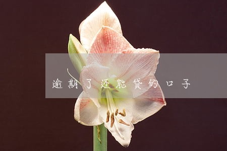 逾期了还能贷的口子 逾期了还能贷的口子