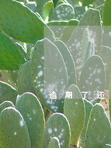 逾期了还能贷的网贷有 逾期了还能贷的网贷有