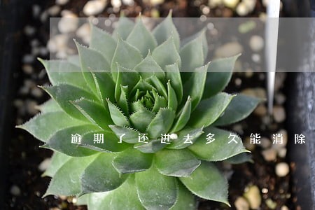 逾期了还进去多久能消除记录 逾期了还进去多久能消除记录