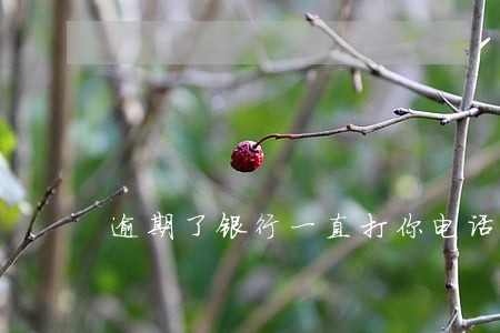 逾期了银行一直打你电话
