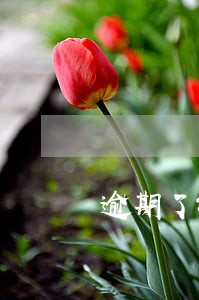 逾期了银行打电话我该怎么说广发