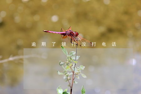 逾期了银行没打电话 逾期了银行没打电话