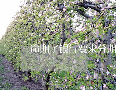 逾期了银行要求分期 逾期了银行要求分期