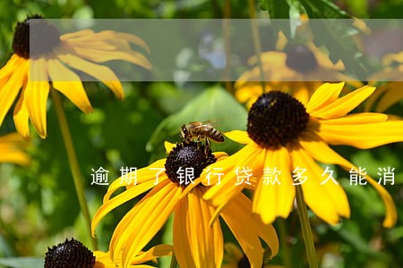 逾期了银行贷款多久能消除 逾期了银行贷款多久能消除