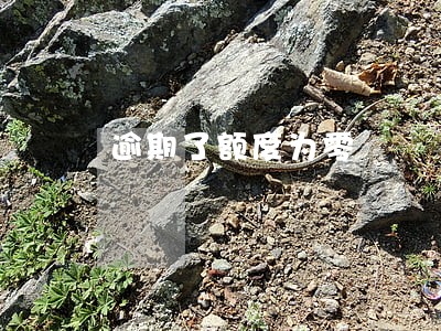 逾期了额度为零 逾期了额度为零