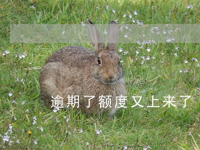 逾期了额度又上来了