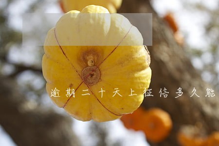 逾期二十天上征信多久能解除 逾期二十天上征信多久能解除