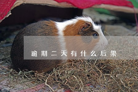 逾期二天有什么后果 逾期二天有什么后果