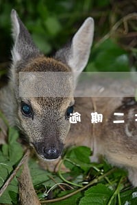 逾期二次贷款 逾期二次贷款
