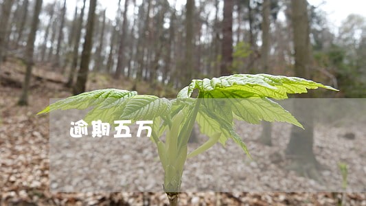 逾期五万 逾期五万