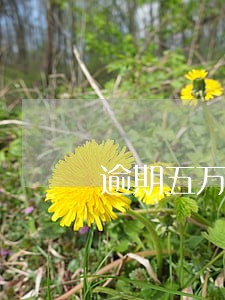 逾期五万会不会坐牢 逾期五万会不会坐牢