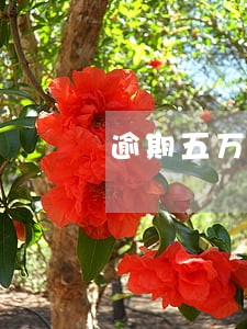 逾期五万包含哪些费用 逾期五万包含哪些费用