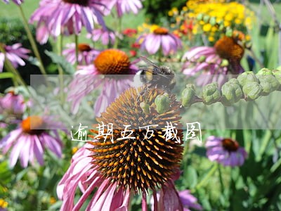 逾期五万截图 逾期五万截图